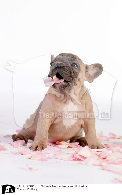 Franzsische Bulldogge / French Bulldog / KL-03610