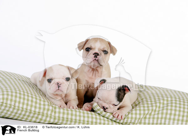 Franzsische Bulldogge / French Bulldog / KL-03618