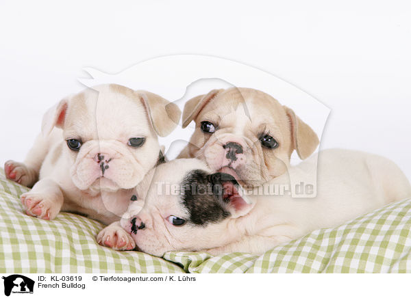 Franzsische Bulldogge / French Bulldog / KL-03619