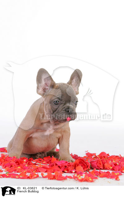 Franzsische Bulldogge / French Bulldog / KL-03621