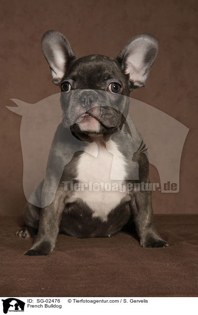 Franzsische Bulldogge / French Bulldog / SG-02476