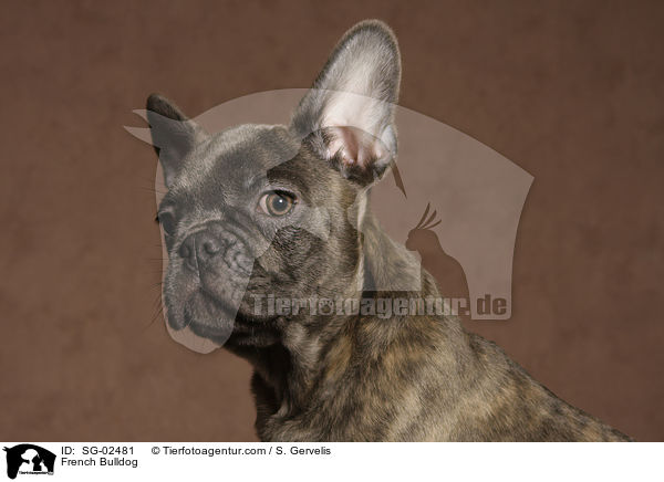 Franzsische Bulldogge / French Bulldog / SG-02481