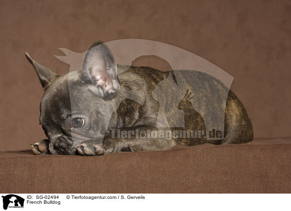 Franzsische Bulldogge / French Bulldog / SG-02494