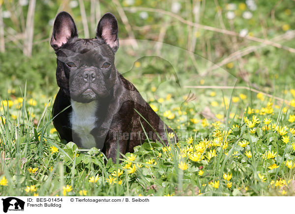 Franzsische Bulldogge / French Bulldog / BES-01454