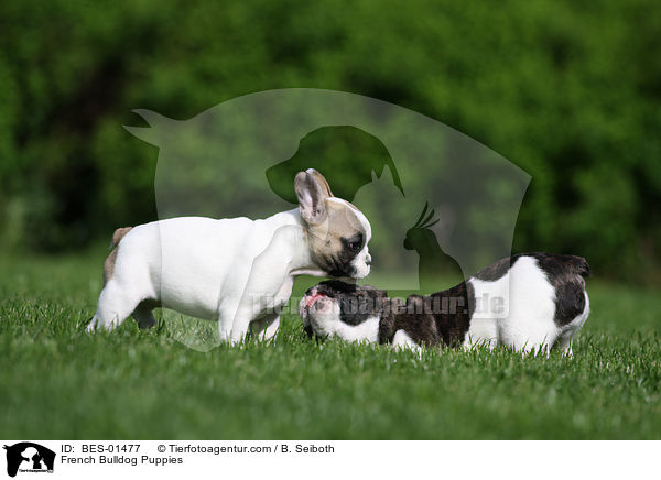 Franzsische Bulldogge Welpen / French Bulldog Puppies / BES-01477