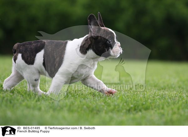 Franzsische Bulldogge Welpe / French Bulldog Puppy / BES-01485