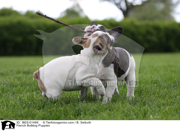 Franzsische Bulldogge Welpen / French Bulldog Puppies / BES-01489