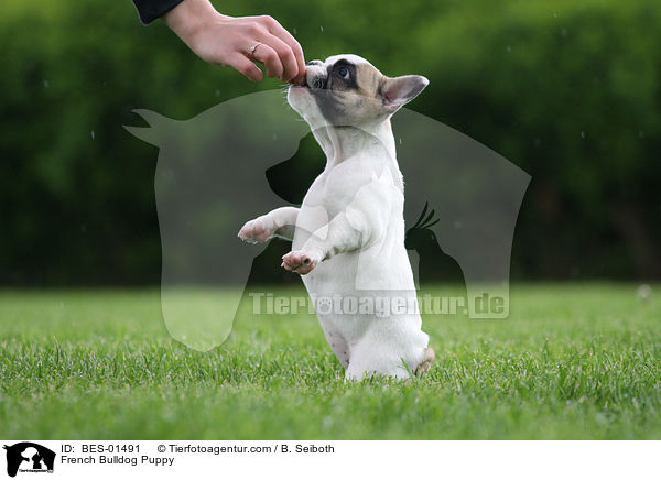Franzsische Bulldogge Welpe / French Bulldog Puppy / BES-01491