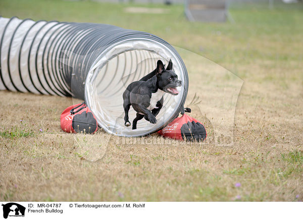 Franzsische Bulldogge / French Bulldog / MR-04787