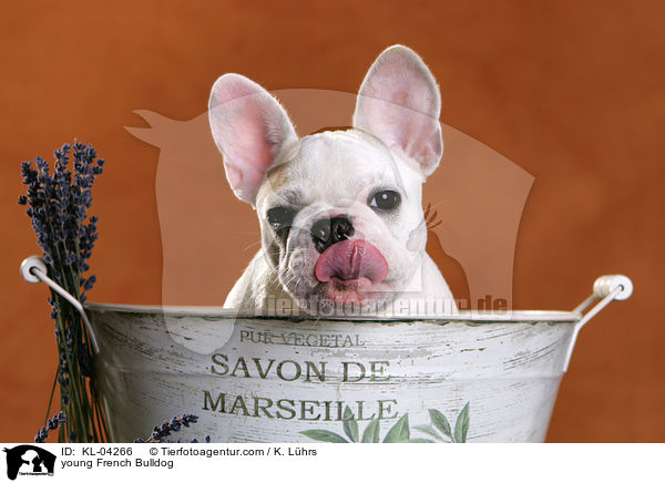 junge Franzsische Bulldogge / young French Bulldog / KL-04266