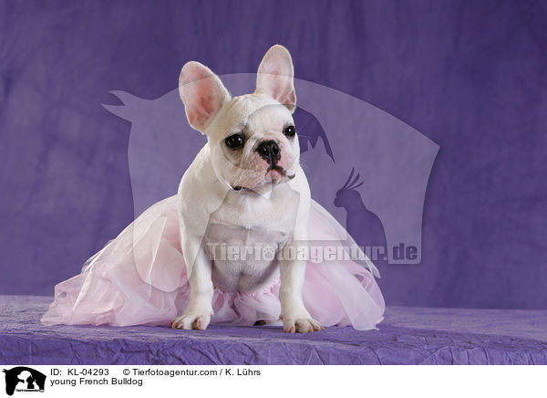 junge Franzsische Bulldogge / young French Bulldog / KL-04293