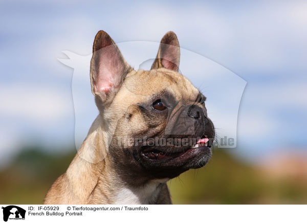 Franzsische Bulldogge Portrait / French Bulldog Portrait / IF-05929