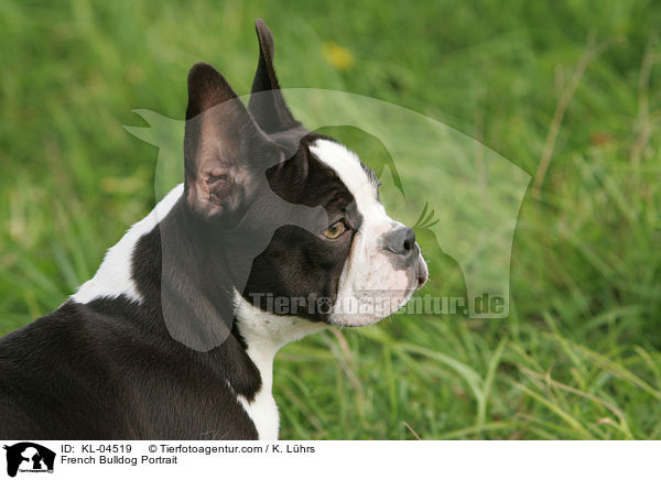 Franzsische Bulldogge Portrait / French Bulldog Portrait / KL-04519