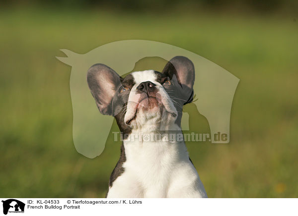 Franzsische Bulldogge Portrait / French Bulldog Portrait / KL-04533