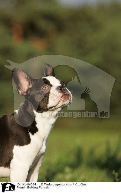 Franzsische Bulldogge Portrait / French Bulldog Portrait / KL-04534