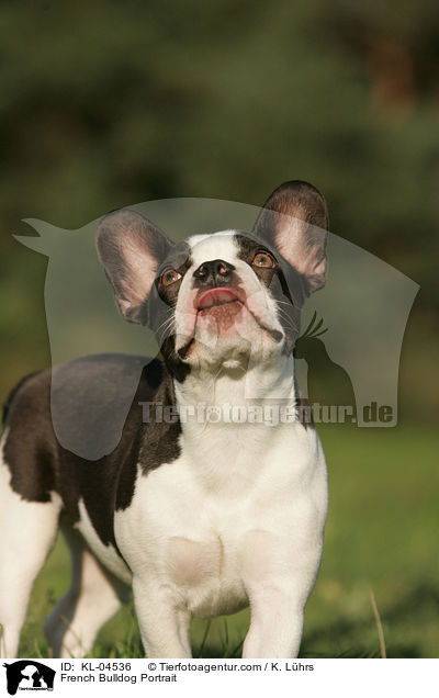 Franzsische Bulldogge Portrait / French Bulldog Portrait / KL-04536