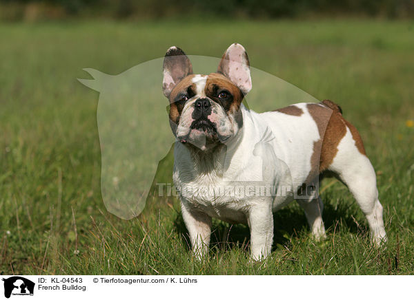 Franzsische Bulldogge / French Bulldog / KL-04543