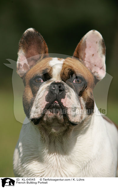 Franzsische Bulldogge Portrait / French Bulldog Portrait / KL-04545