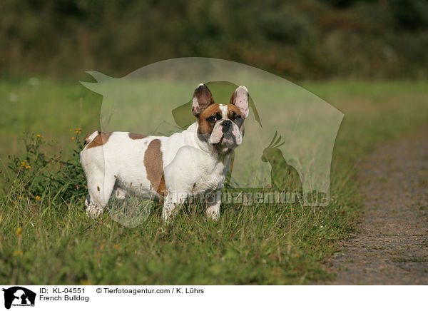 Franzsische Bulldogge / French Bulldog / KL-04551