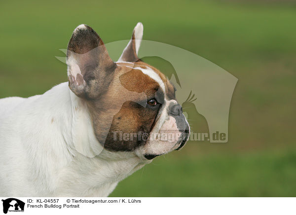 Franzsische Bulldogge Portrait / French Bulldog Portrait / KL-04557