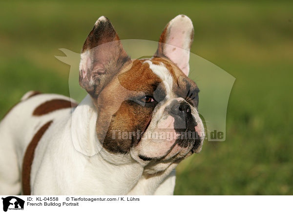 Franzsische Bulldogge Portrait / French Bulldog Portrait / KL-04558