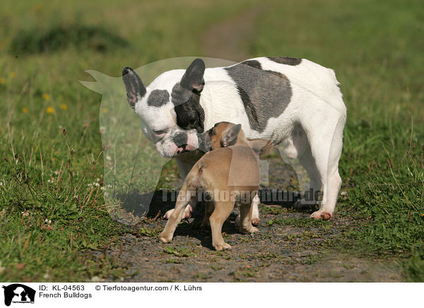 Franzsische Bulldoggen / French Bulldogs / KL-04563