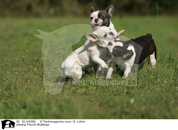 spielende Franzsische Bulldoggen / playing French Bulldogs / KL-04566