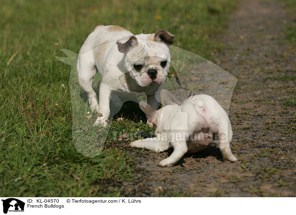 Franzsische Bulldoggen / French Bulldogs / KL-04570
