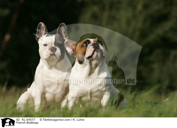 Franzsische Bulldoggen / French Bulldogs / KL-04577