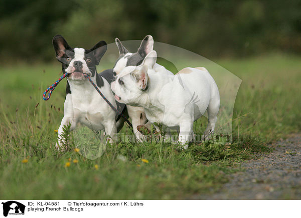 spielende Franzsische Bulldoggen / playing French Bulldogs / KL-04581