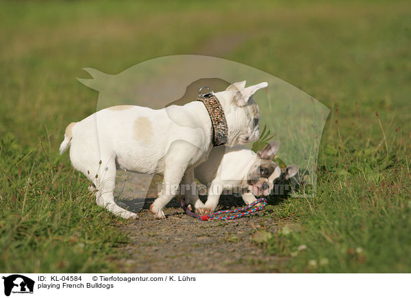 spielende Franzsische Bulldoggen / playing French Bulldogs / KL-04584