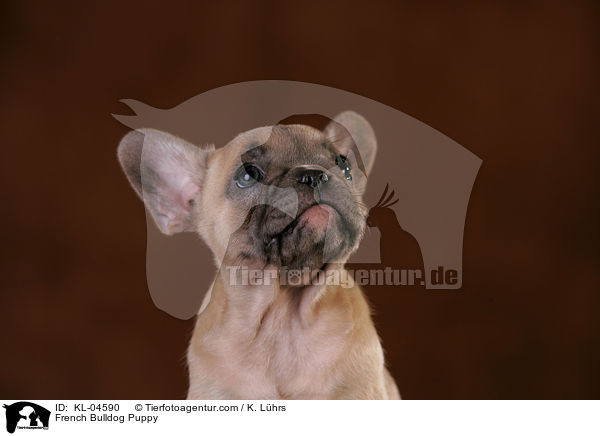 Franzsische Bulldogge Welpe / French Bulldog Puppy / KL-04590