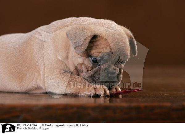 Franzsische Bulldogge Welpe / French Bulldog Puppy / KL-04594