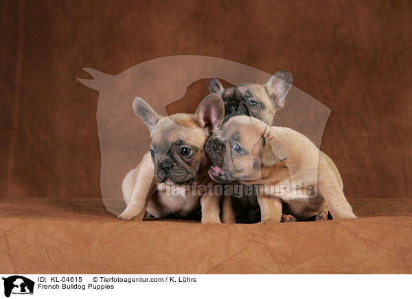 Franzsische Bulldogge Welpen / French Bulldog Puppies / KL-04615