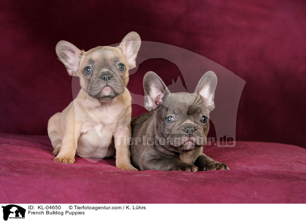 Franzsische Bulldogge Welpen / French Bulldog Puppies / KL-04650