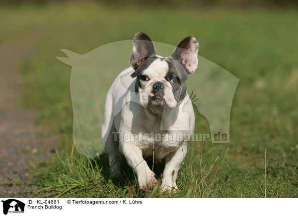 Franzsische Bulldogge / French Bulldog / KL-04661