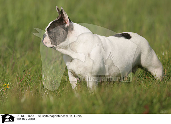 Franzsische Bulldogge / French Bulldog / KL-04665