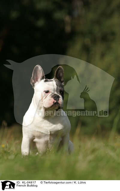 Franzsische Bulldogge / French Bulldog / KL-04817