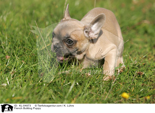 Franzsische Bulldogge Welpe / French Bulldog Puppy / KL-04873