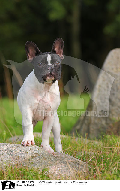 Franzsische Bulldogge / French Bulldog / IF-06376