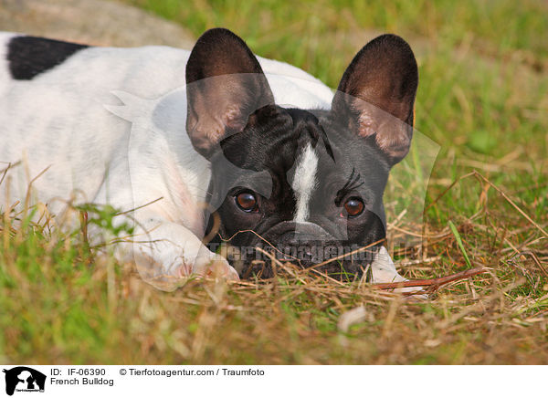 Franzsische Bulldogge / French Bulldog / IF-06390