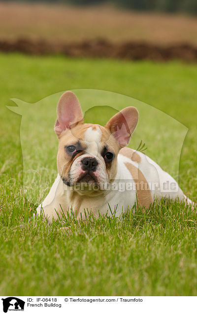 Franzsische Bulldogge / French Bulldog / IF-06418