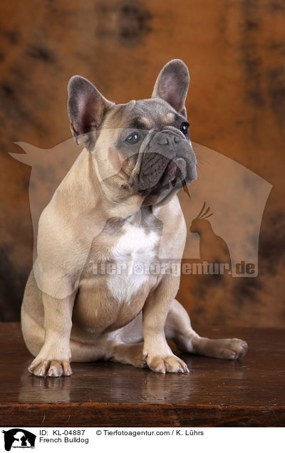 Franzsische Bulldogge / French Bulldog / KL-04887