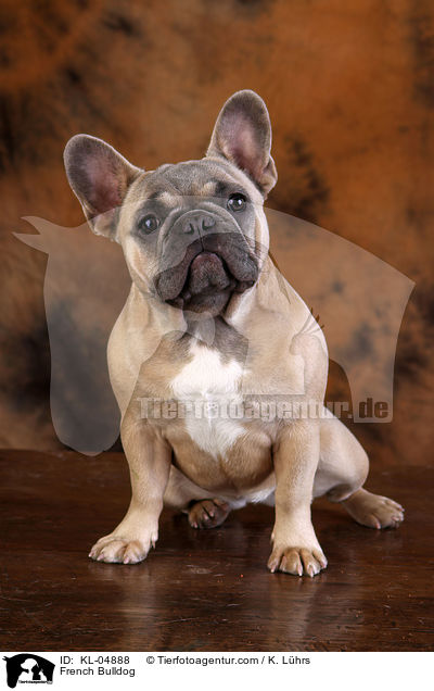 Franzsische Bulldogge / French Bulldog / KL-04888