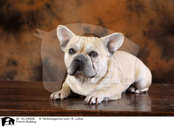 Franzsische Bulldogge / French Bulldog / KL-04898