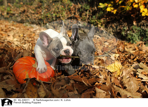 Franzsische Bulldogge Welpen / French Bulldog Puppies / KL-04911