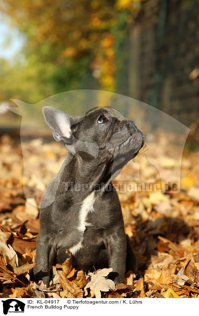 Franzsische Bulldogge Welpe / French Bulldog Puppy / KL-04917