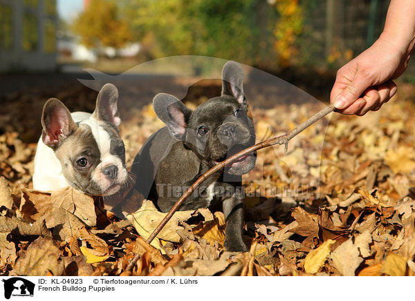 Franzsische Bulldogge Welpen / French Bulldog Puppies / KL-04923