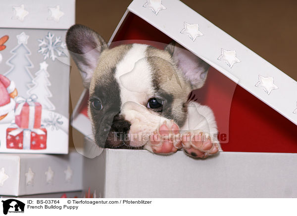 Franzsische Bulldogge Welpe / French Bulldog Puppy / BS-03764