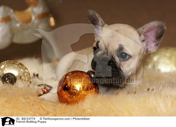 Franzsische Bulldogge Welpe / French Bulldog Puppy / BS-03774